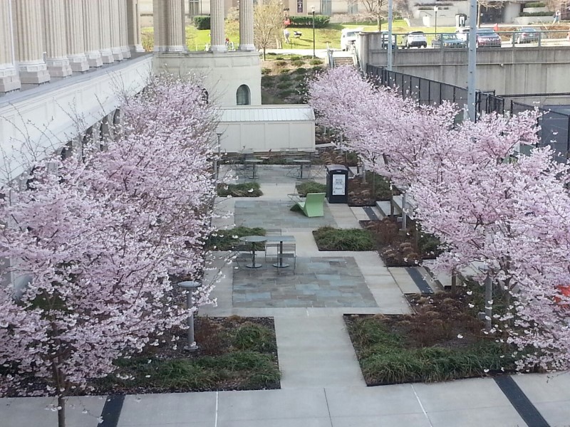 MMCH Reflection Garden trees in bloom